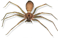 Brown Recluse Spider